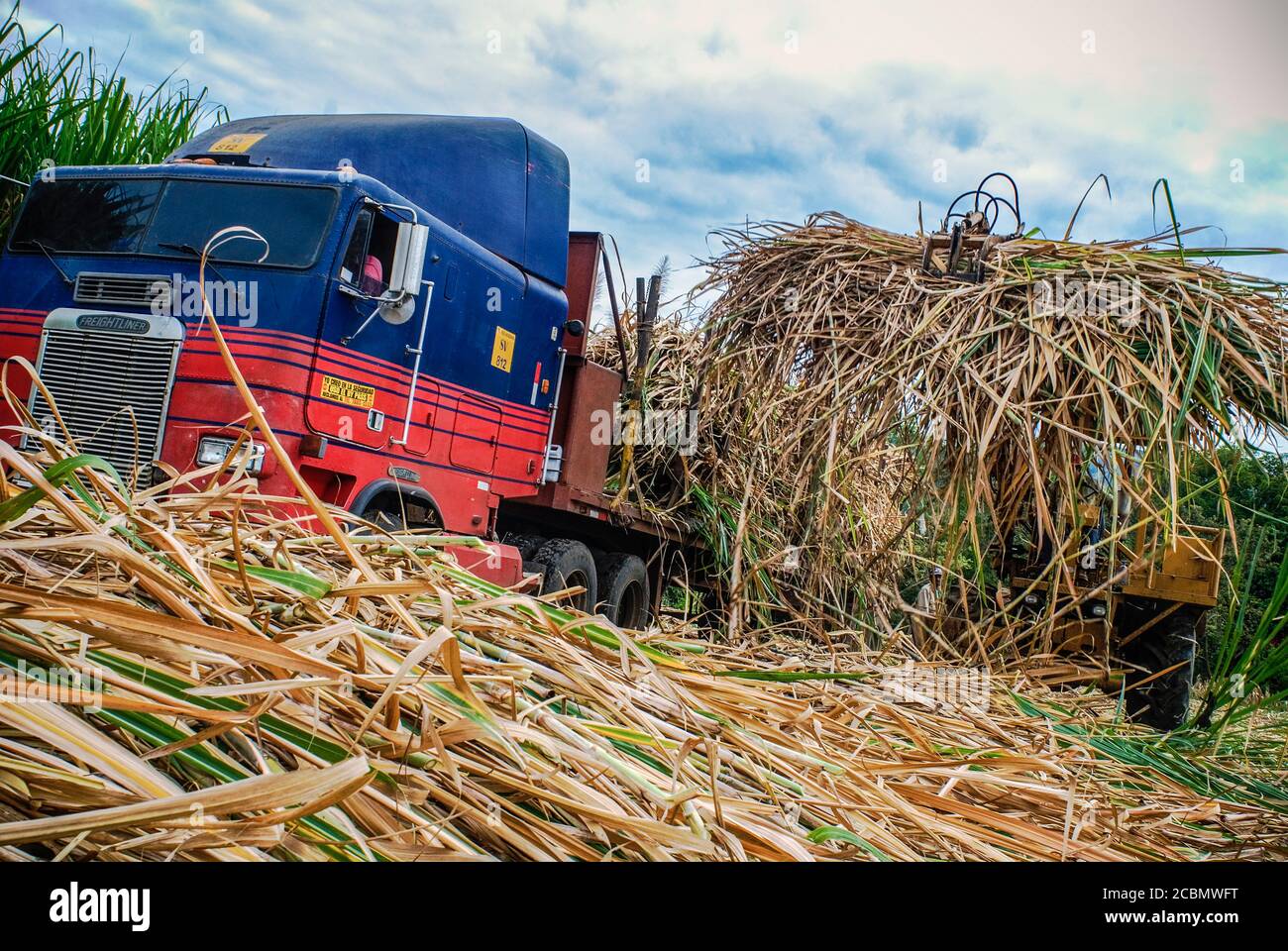 América Central el Salvador, la Magdalena Las cañas de azúcar son