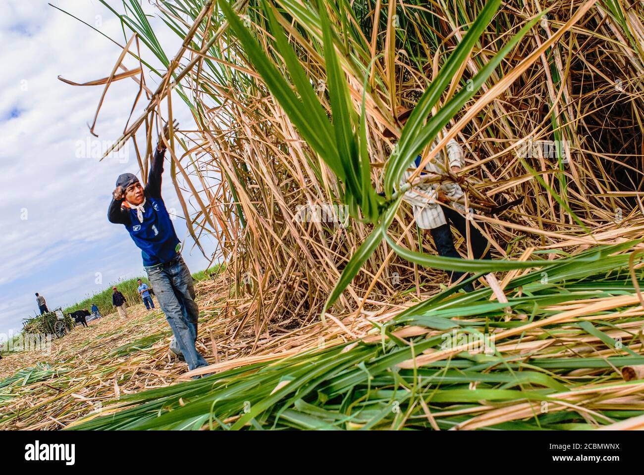 Centroamérica el Salvador, la Magdalena Los trabajadores cortan las