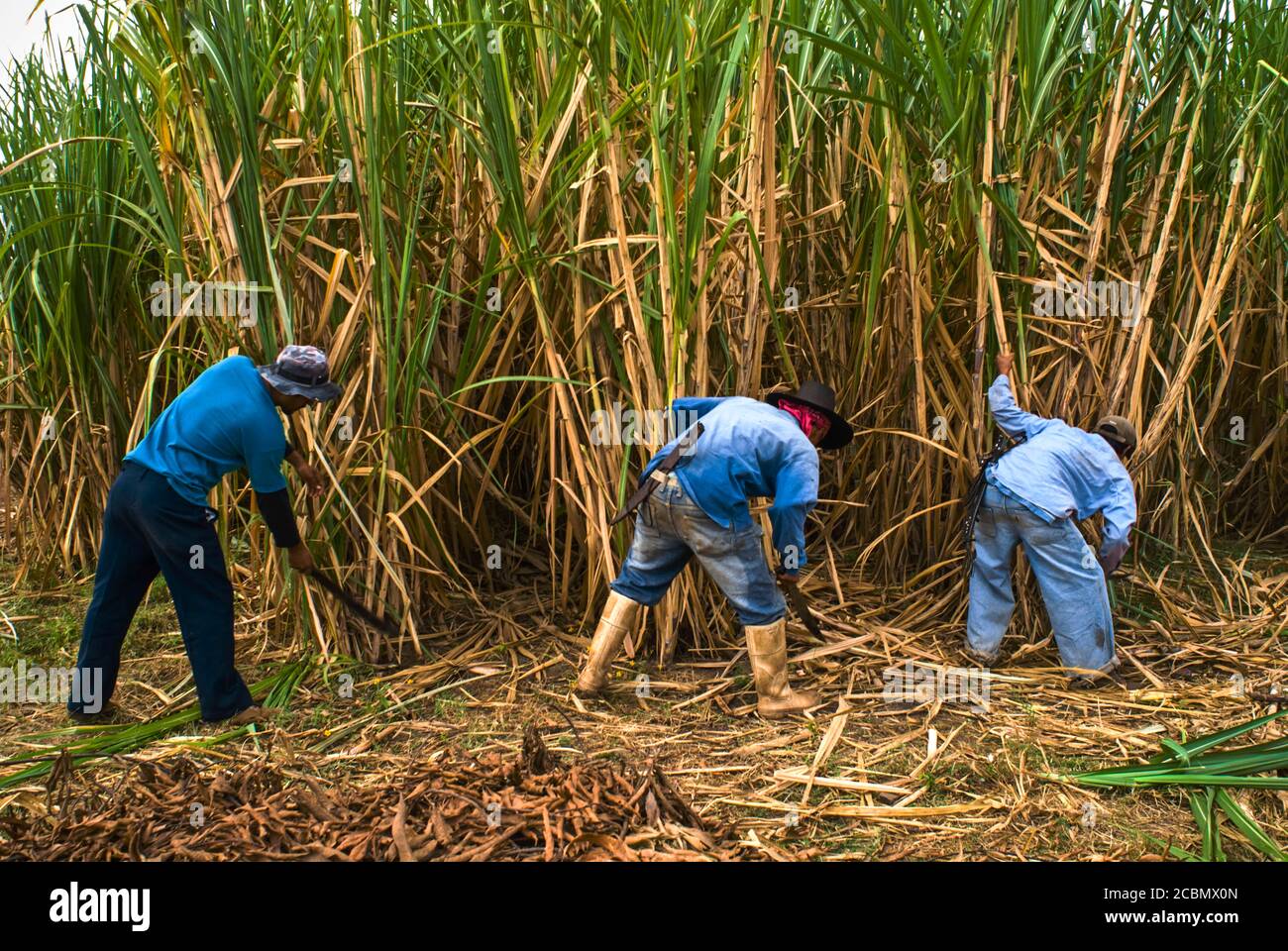 Centroamérica el Salvador, la Magdalena Los trabajadores cortan las