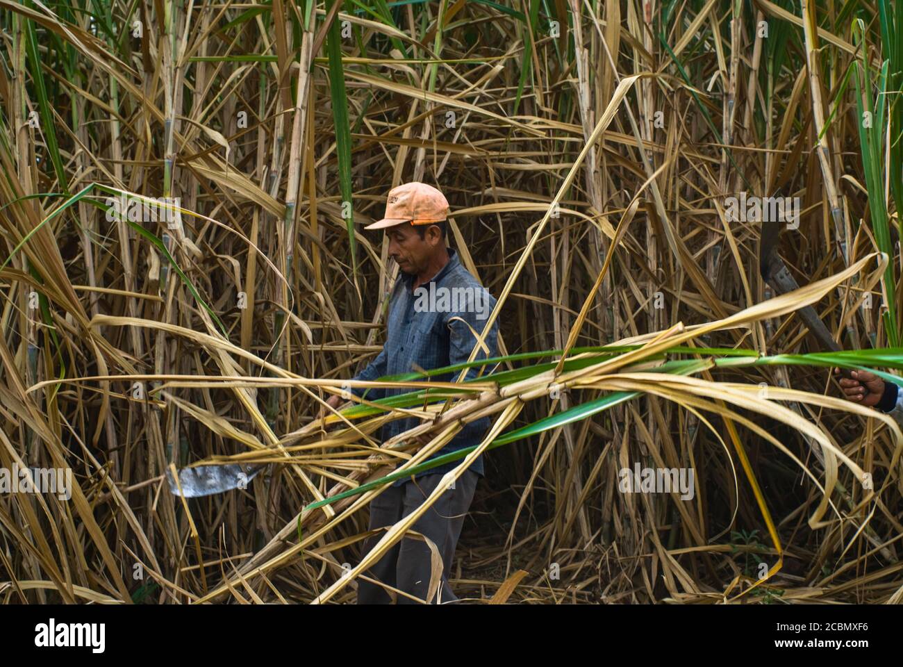 Centroamérica el Salvador, la Magdalena Un trabajador corta las
