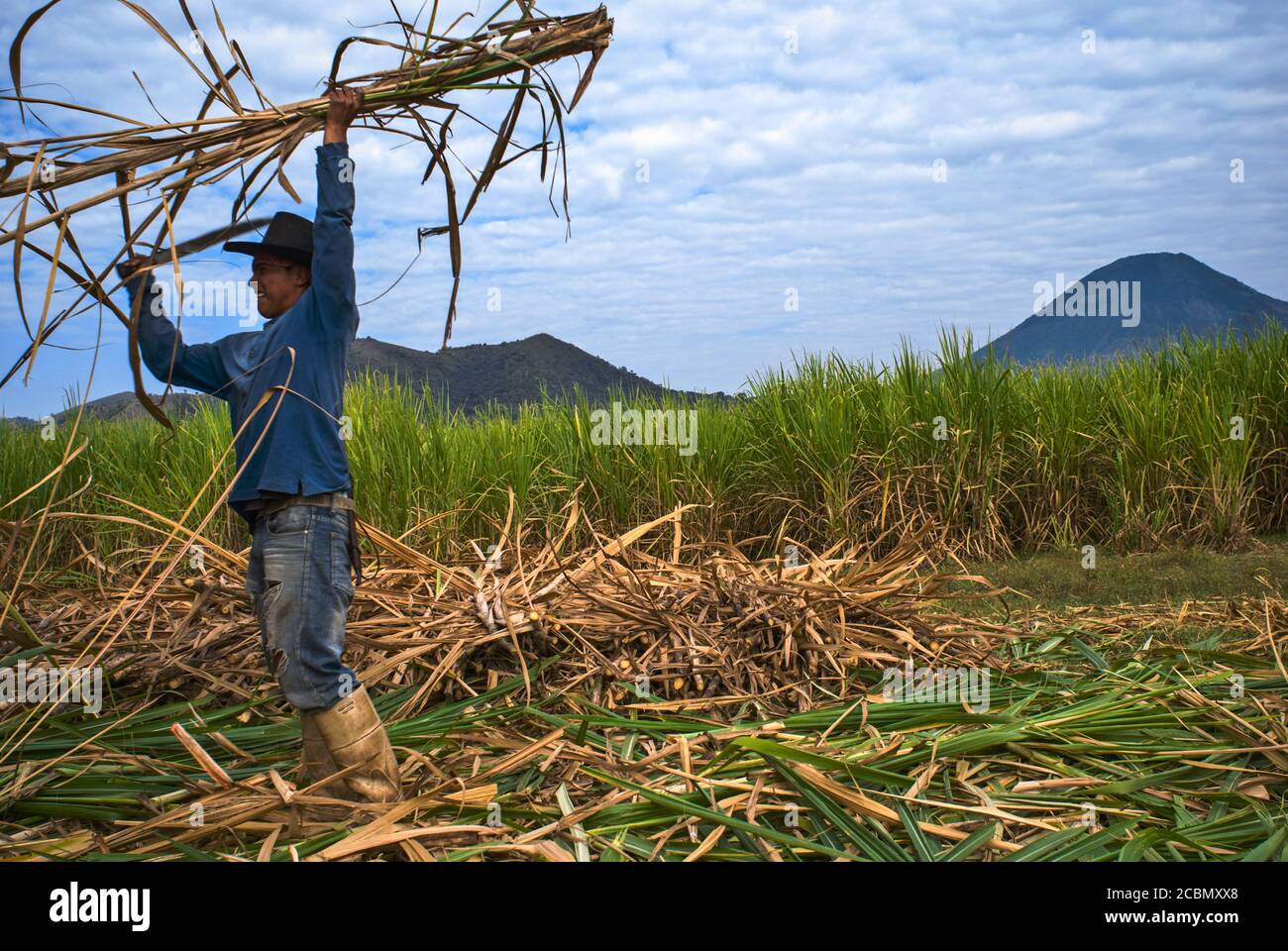 Centroamérica el Salvador, la Magdalena Un trabajador corta las