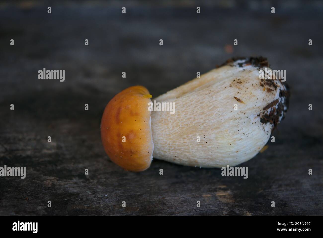 Boleto de setas sobre fondo de madera. Setas del CEP de otoño. Recogida de setas. Foto de stock