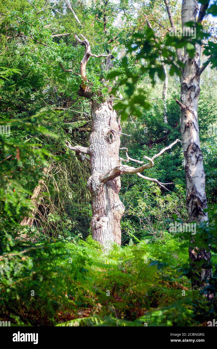 Roble en Sherwood Forest Country Park Foto de stock
