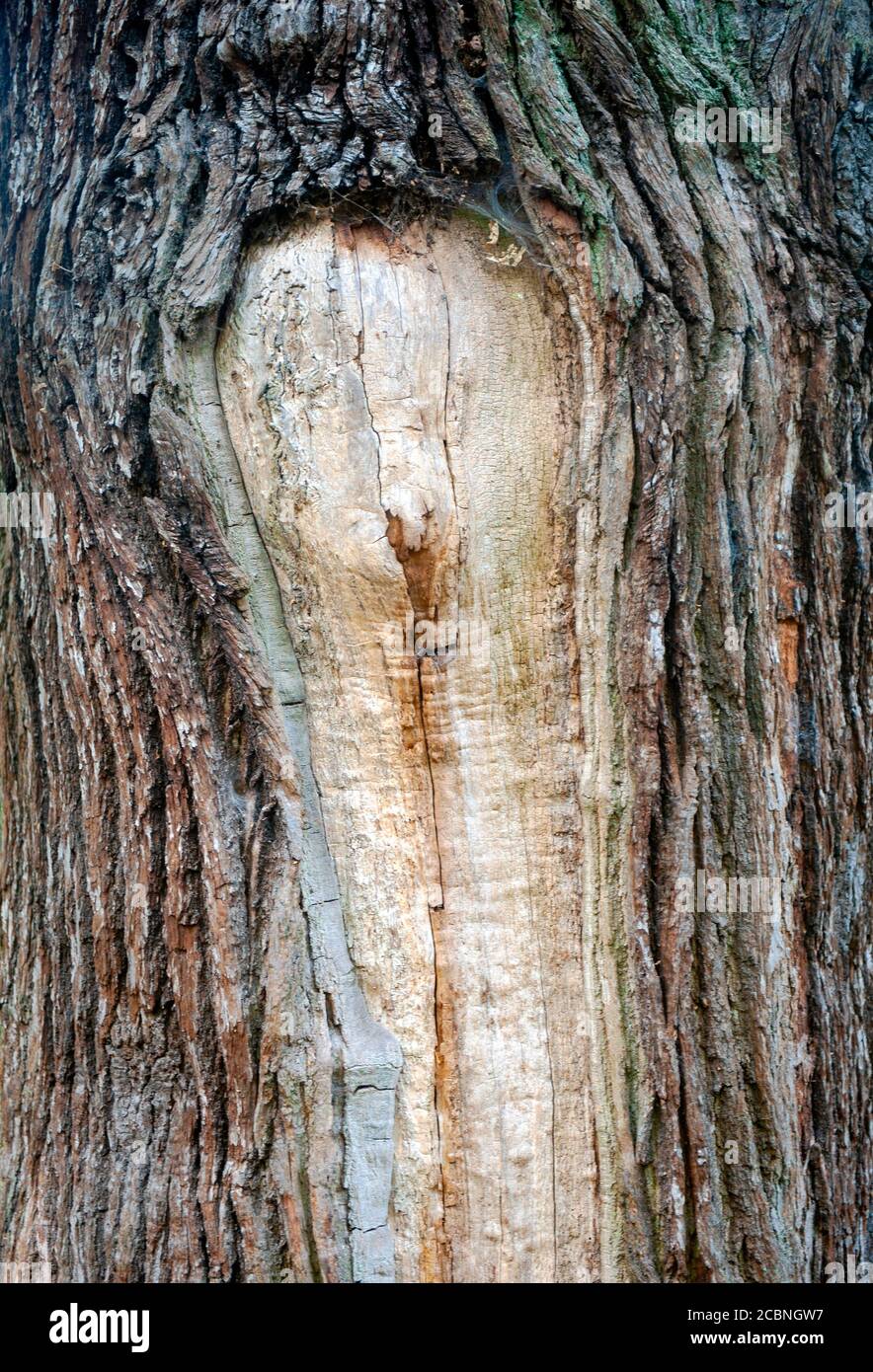 Cerca del tronco del árbol y la corteza Foto de stock