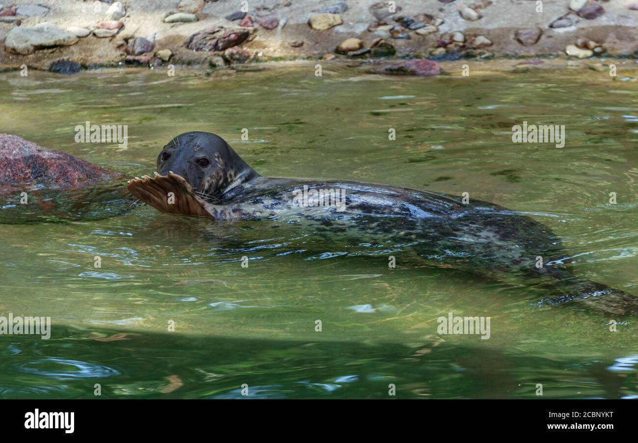 Sello gris que muestra adiós con metatarso en la encuesta de agua verde, casa de perro de mar en el jardín zoológico de Riga Foto de stock