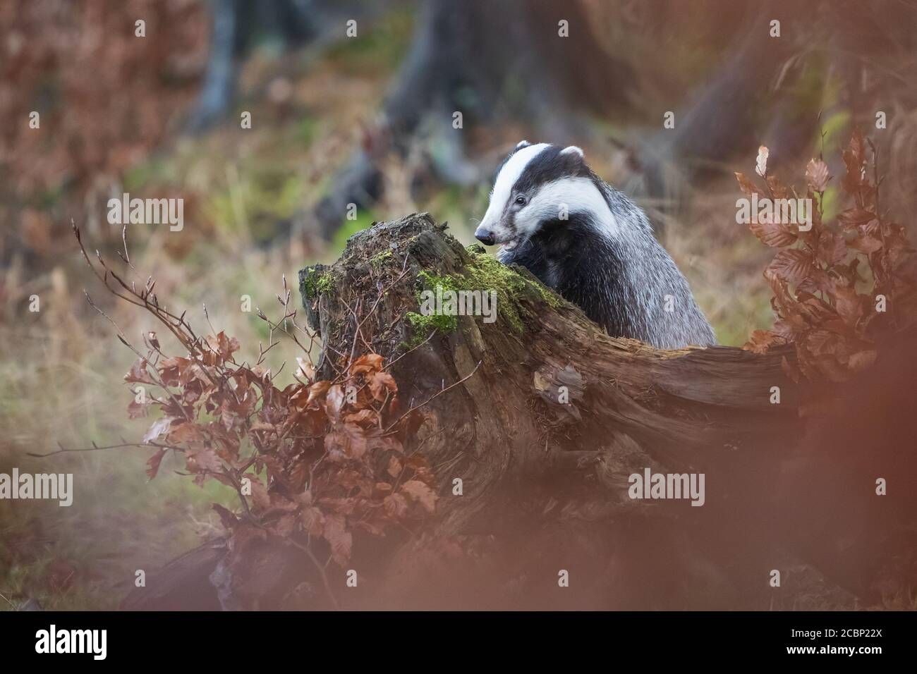 Badger europeo detrás del árbol trink con musgo en otoño Foto de stock
