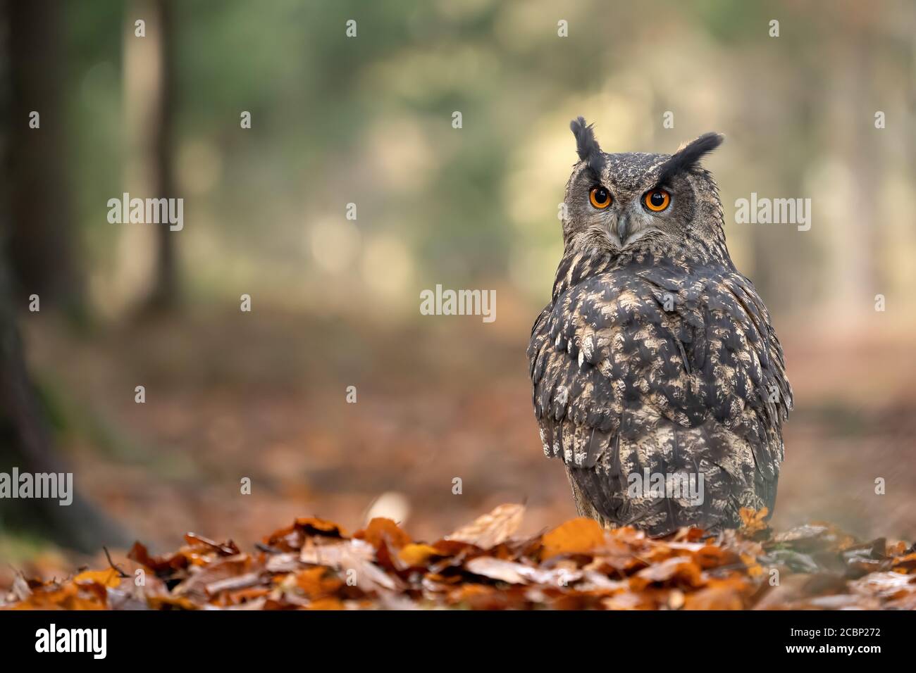 Águila-búho eurasiática en el suelo con hojas caídas y un fondo suave y claro. Bubo Foto de stock