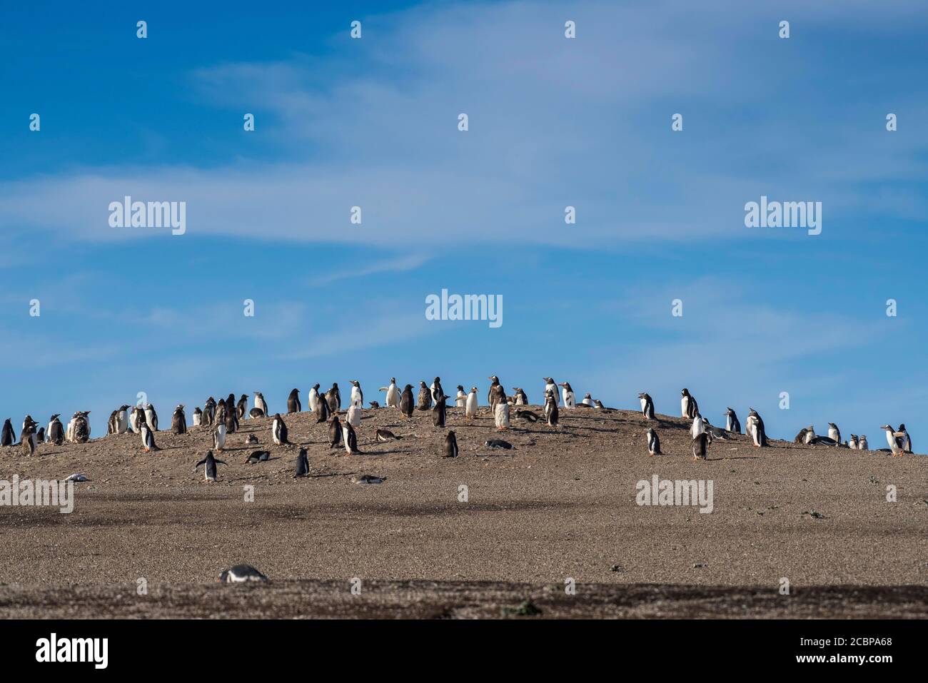 Pingüino Gentoo (pygoscelis papua), colonia en una colina en la playa, Isla Saunders, Islas Malvinas, Gran Bretaña, Sudamérica Foto de stock