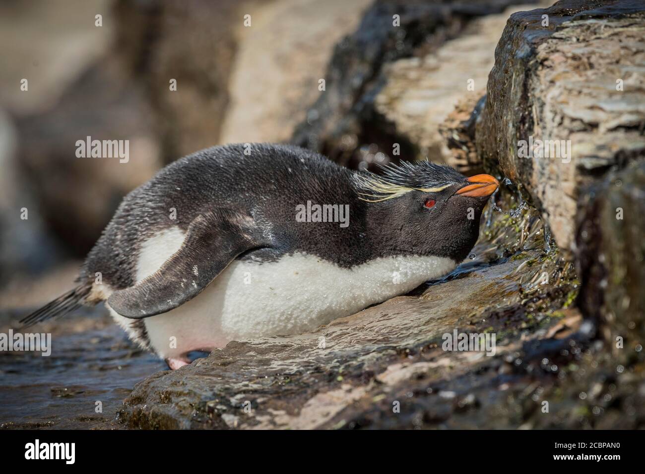 Rockhopper Penguin (Eudyptes chrysocome) bebe en un lugar de agua dulce, Isla Saunders, Islas Malvinas, Gran Bretaña, América del Sur Foto de stock