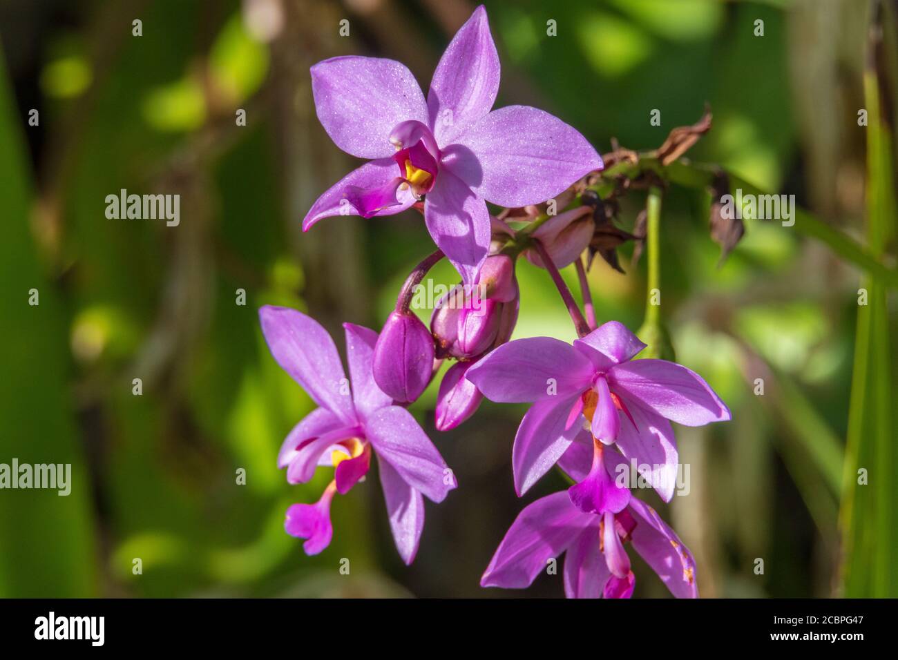 Orquídea filipina de tierra fotografías e imágenes de alta resolución -  Alamy