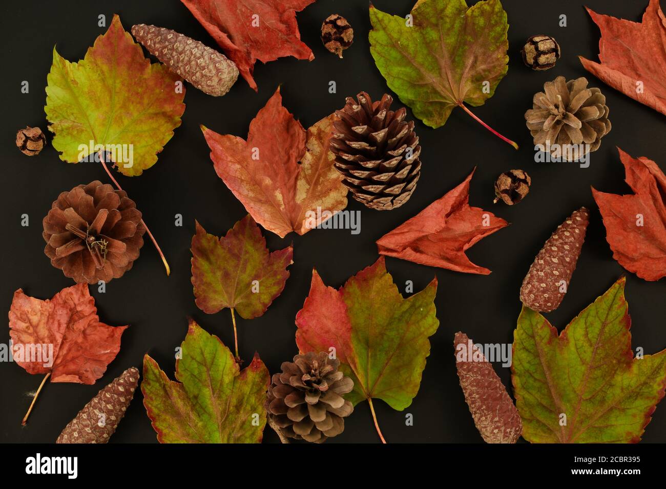 Colección de hermosas hojas de otoño de colores y conos de pino un fondo  negro Fotografía de stock - Alamy