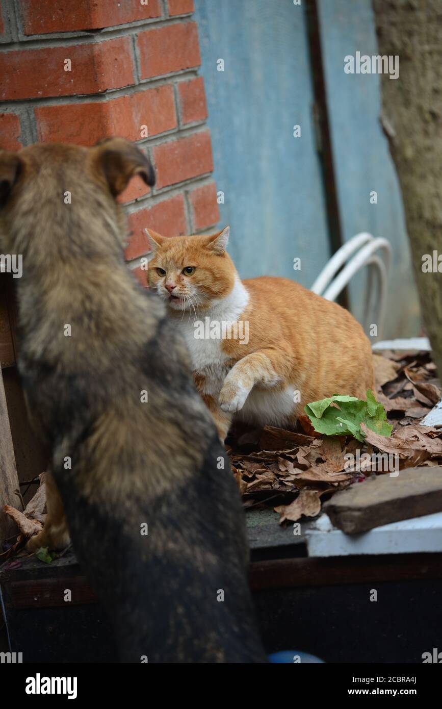 Asustar al gato fotografías e imágenes de alta resolución - Alamy