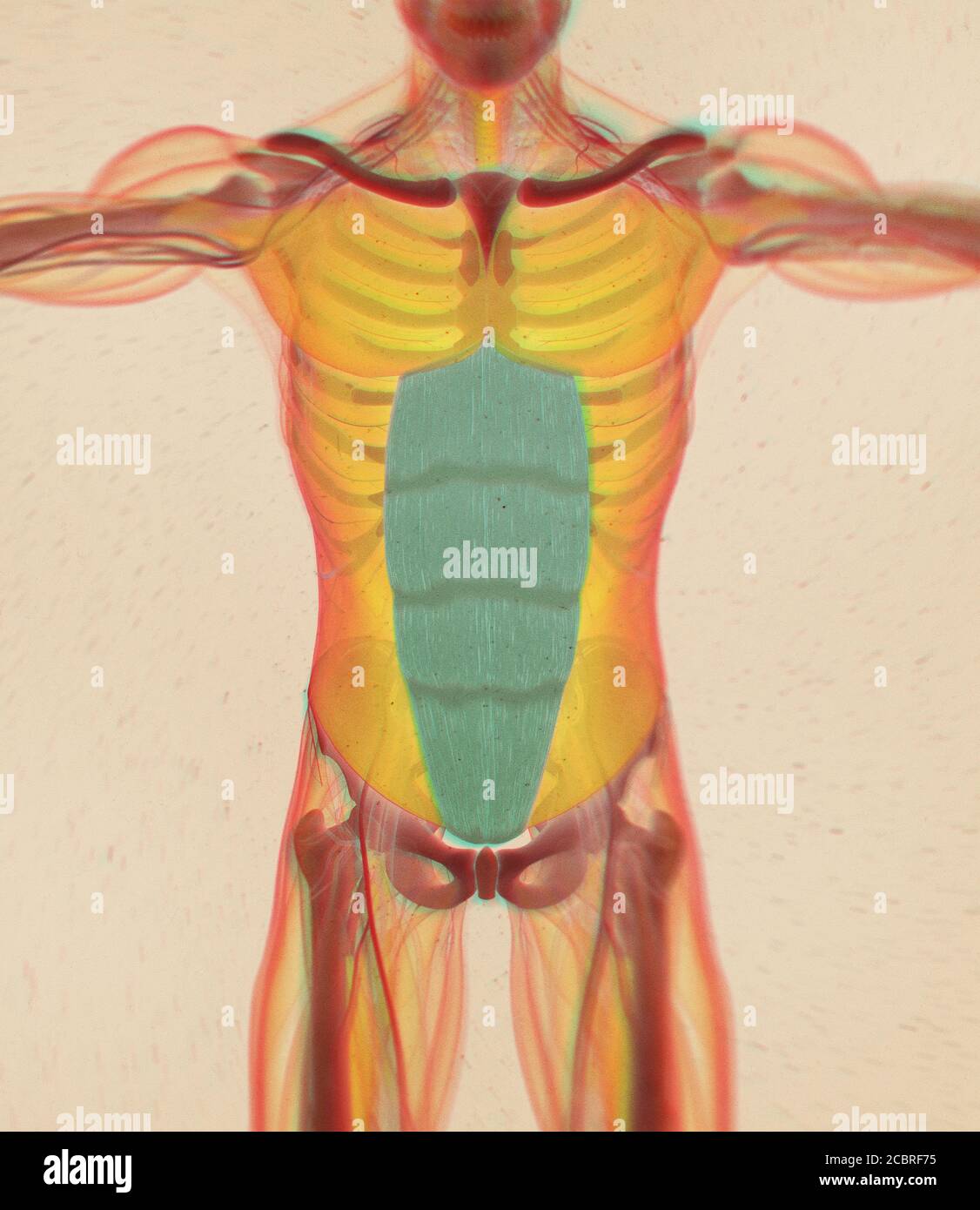 Musculo Recto Del Abdomen Fotografías E Imágenes De Alta Resolución