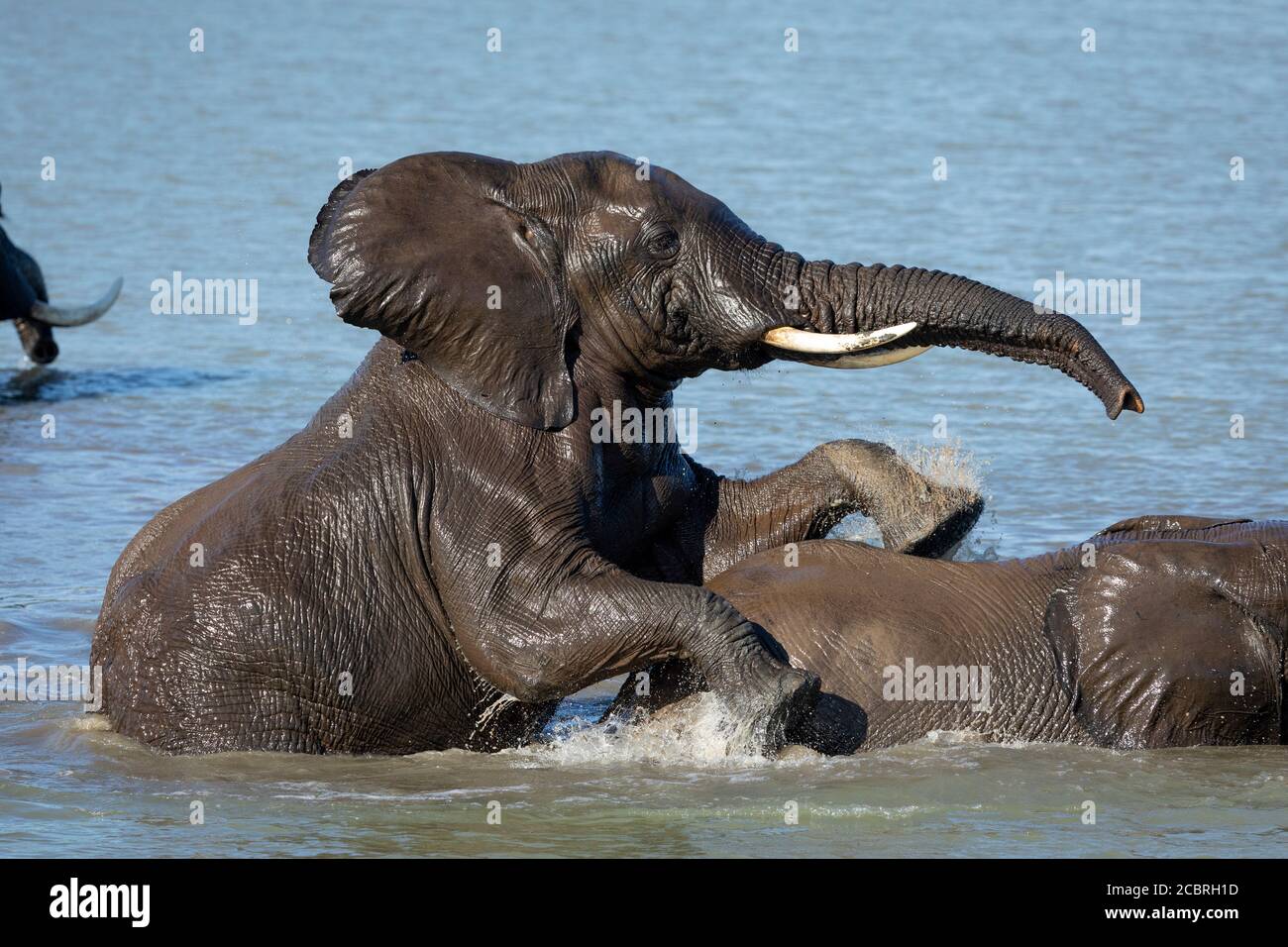 Dos elefantes jugando en agua salpicando en el Parque Kruger Sur África Foto de stock