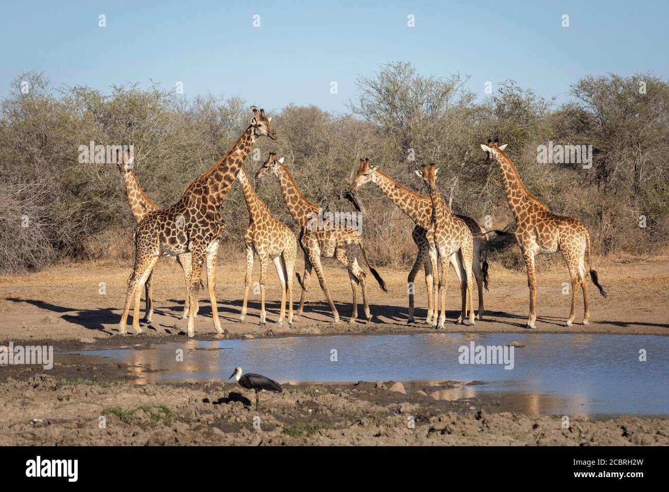 Siete jirafas adultas se reunieron en un pequeño aspecto natural de waterhole Alerta y sed a última hora de la tarde en el Parque Kruger Sur África Foto de stock