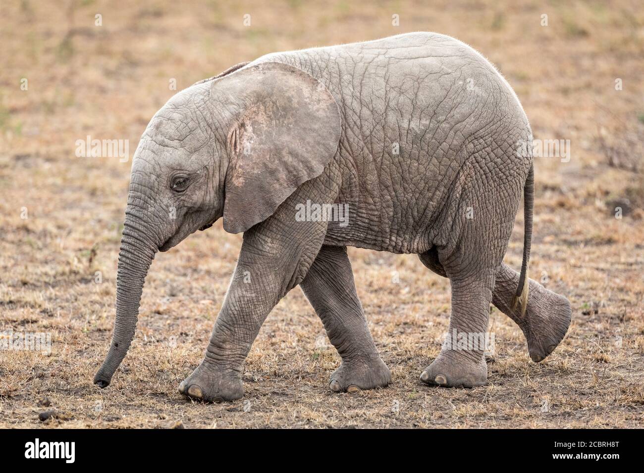 Vista lateral todo el cuerpo de elefante leucina bebé caminando Masai Mara Kenia Foto de stock