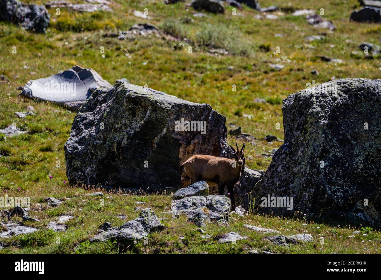 Gamuza con cuernos grandes Foto de stock