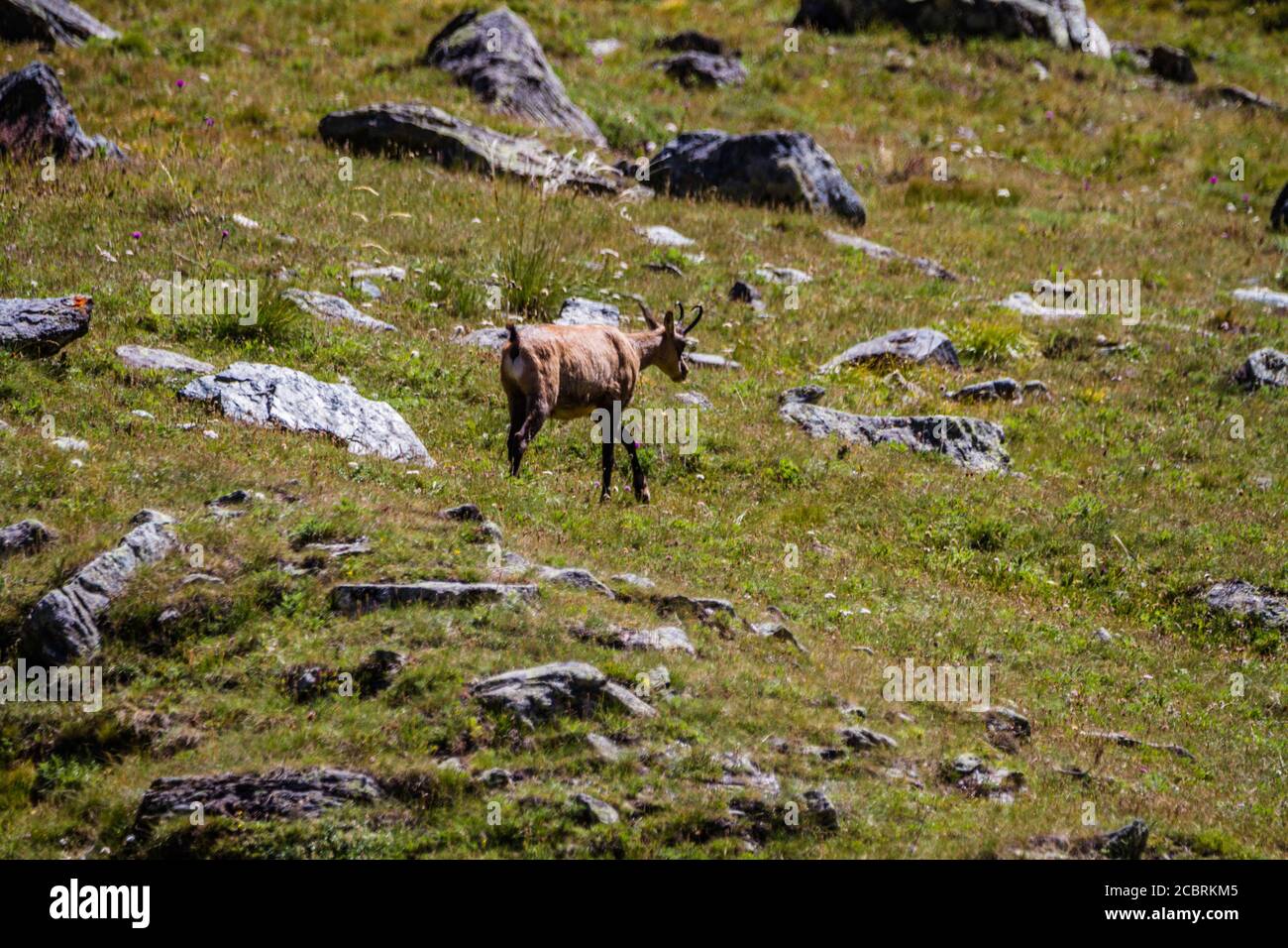 Chamois caminar Foto de stock