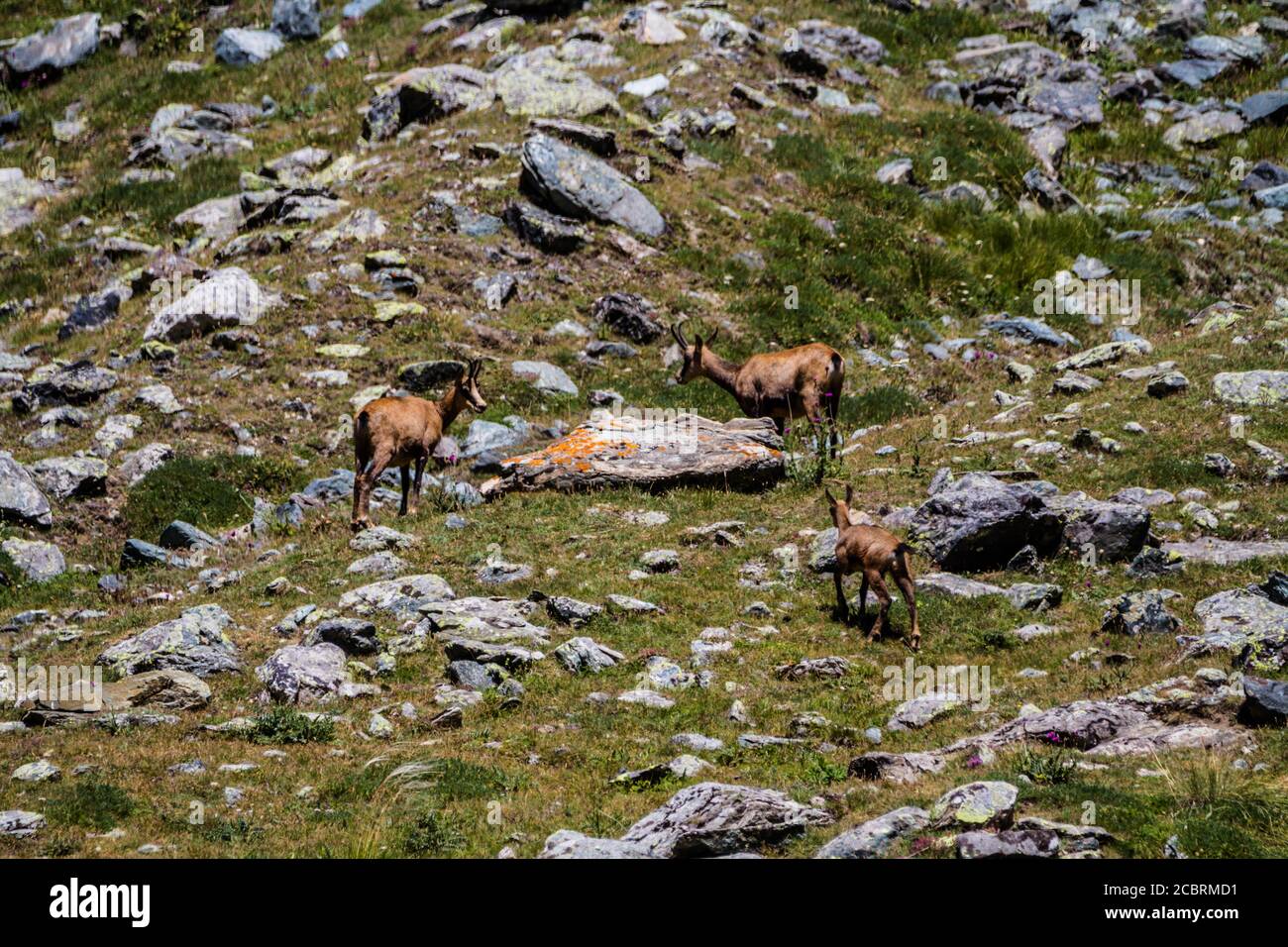 Tres gamuzas caminando por las rocas en Gran Paradiso National Parque Foto de stock