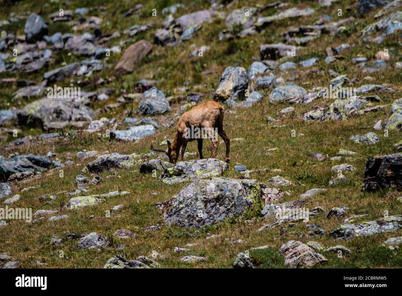 Gamuza salvaje en los Alpes Foto de stock