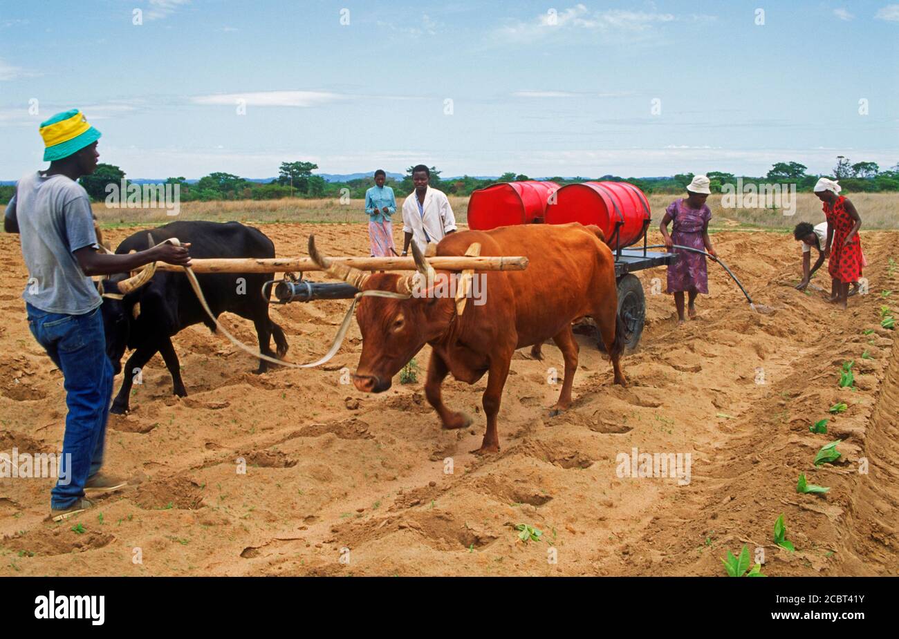 Africanos plantando y regando tallos de tabaco en plantaciones en Zimbabwe Foto de stock