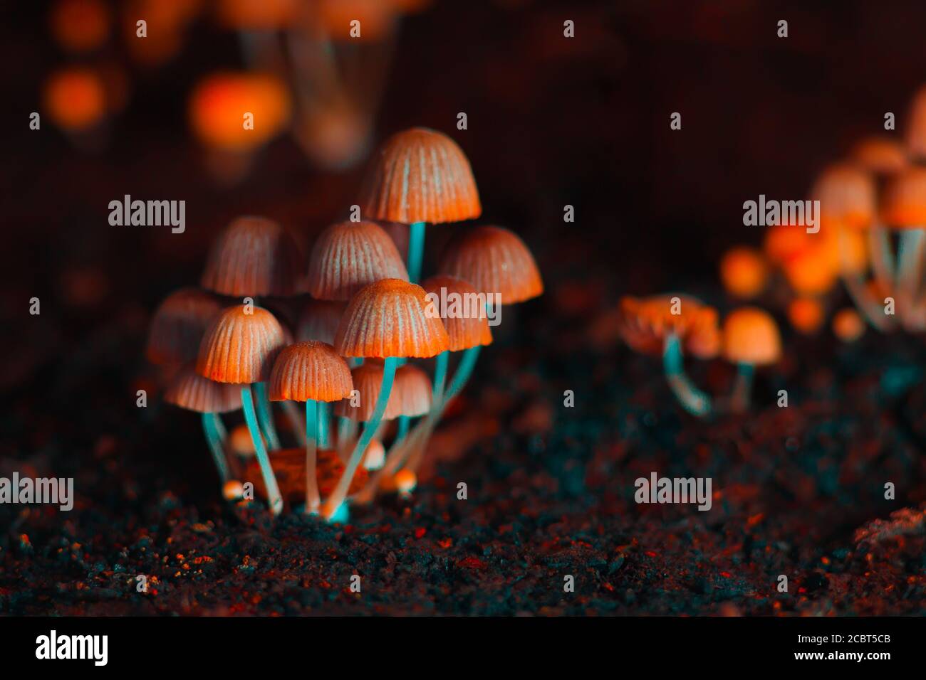 Champiñones pequeños toadstools Foto de stock