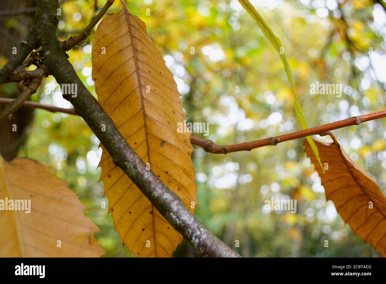 Hojas de arbol dorado caen hojas fotografías e imágenes de alta