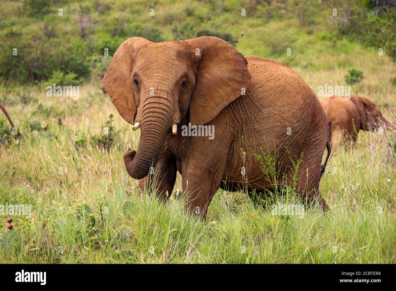 Cerca de un gran elefante toro aislado pastando en Kenia, África Foto de stock