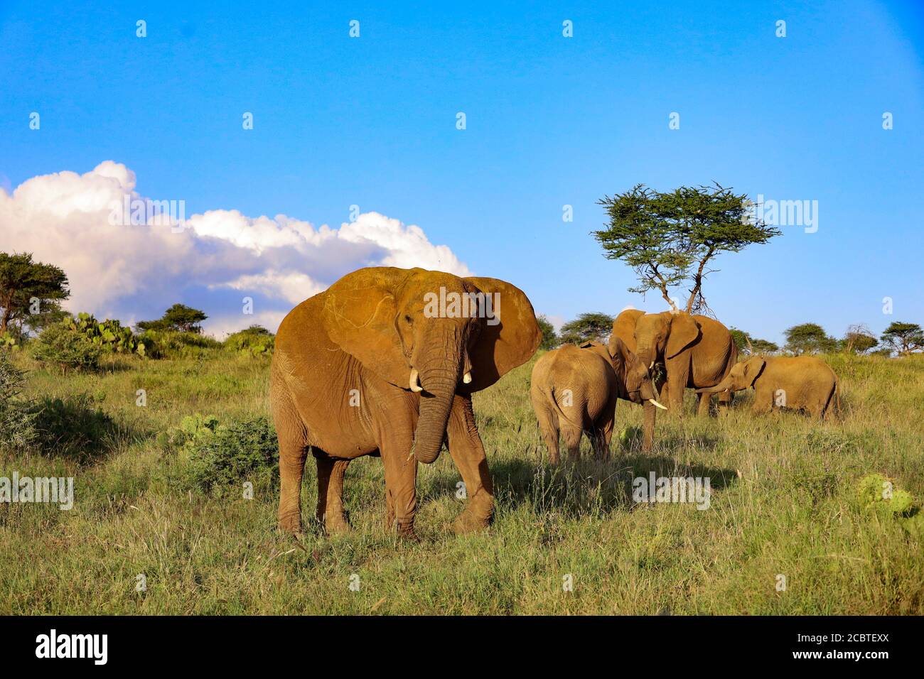 Rebaño de elefantes pastando en Kenia, África Foto de stock