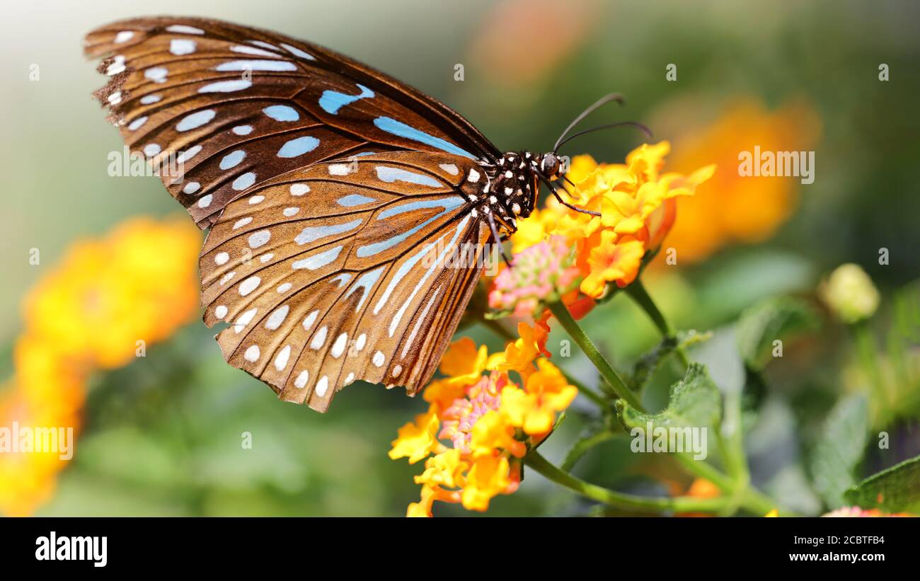 Mariposa monarca volando sobre flores amarillas en busca de polen. Macrofotografía de este insecto lepidoptera gracioso y frágil Foto de stock