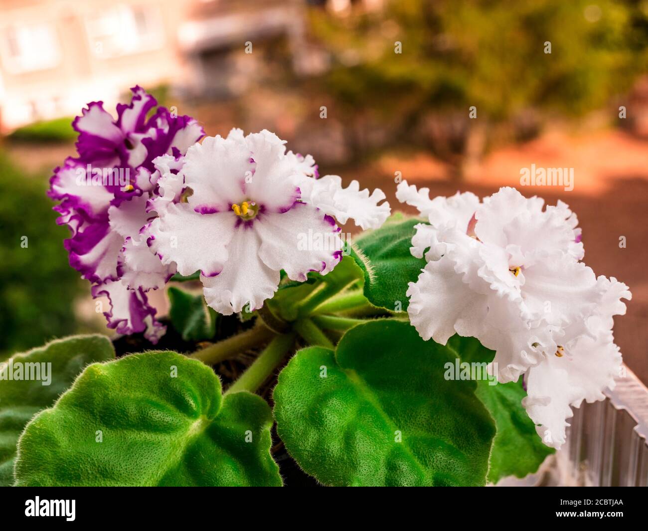 Violeta de color violeta africana fotografías e imágenes de alta resolución  - Alamy