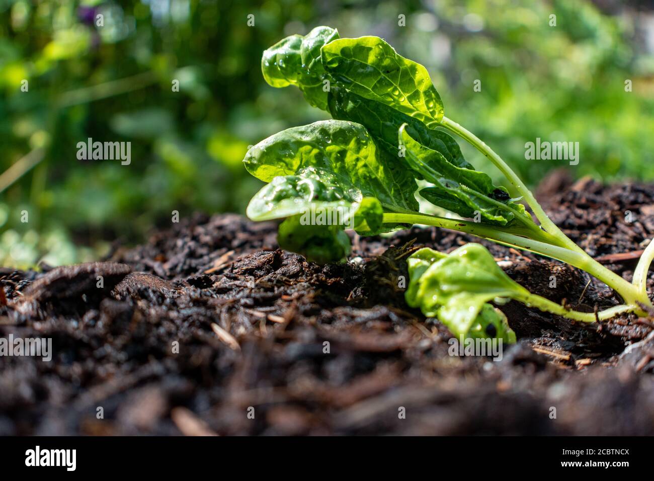 Planta de espinacas en crecimiento Foto de stock