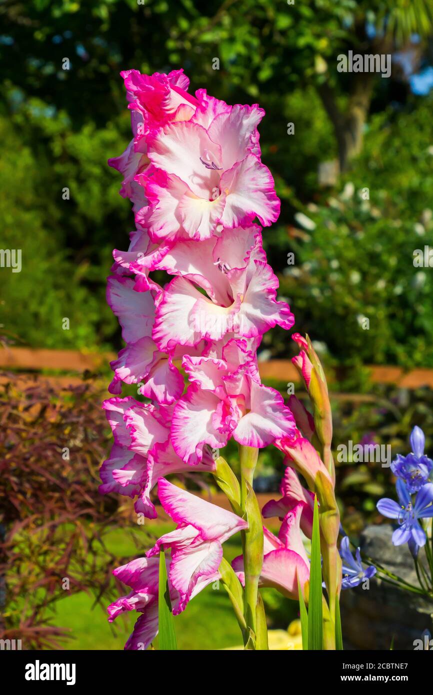 Flores De Tallo Largo Fotos e Imágenes de stock - Alamy