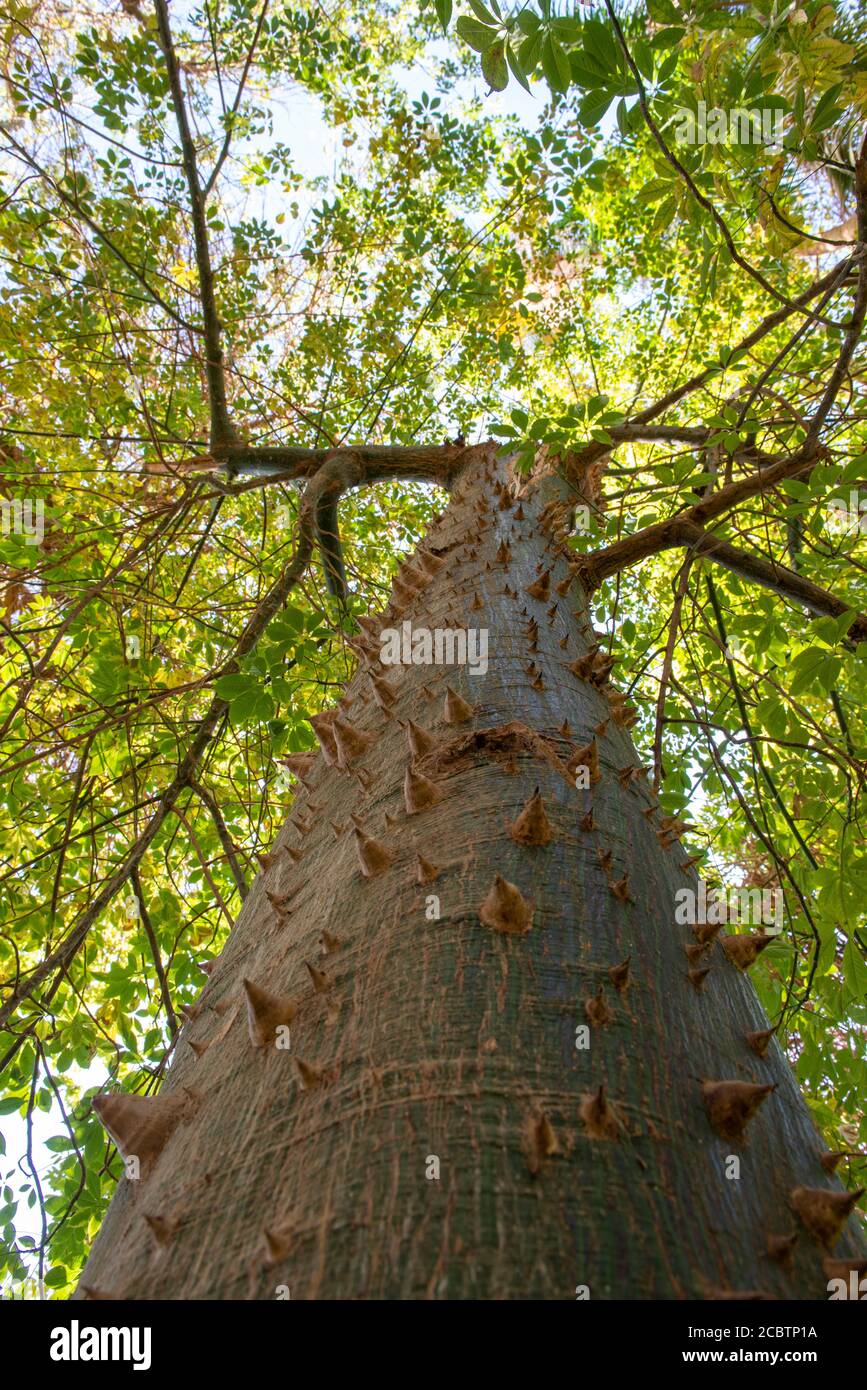 Primer plano de un tronco de árbol con espinas en Egipto, África. Ceiba Speciosa o Chorisia Speciosa seda hilo dental Foto de stock