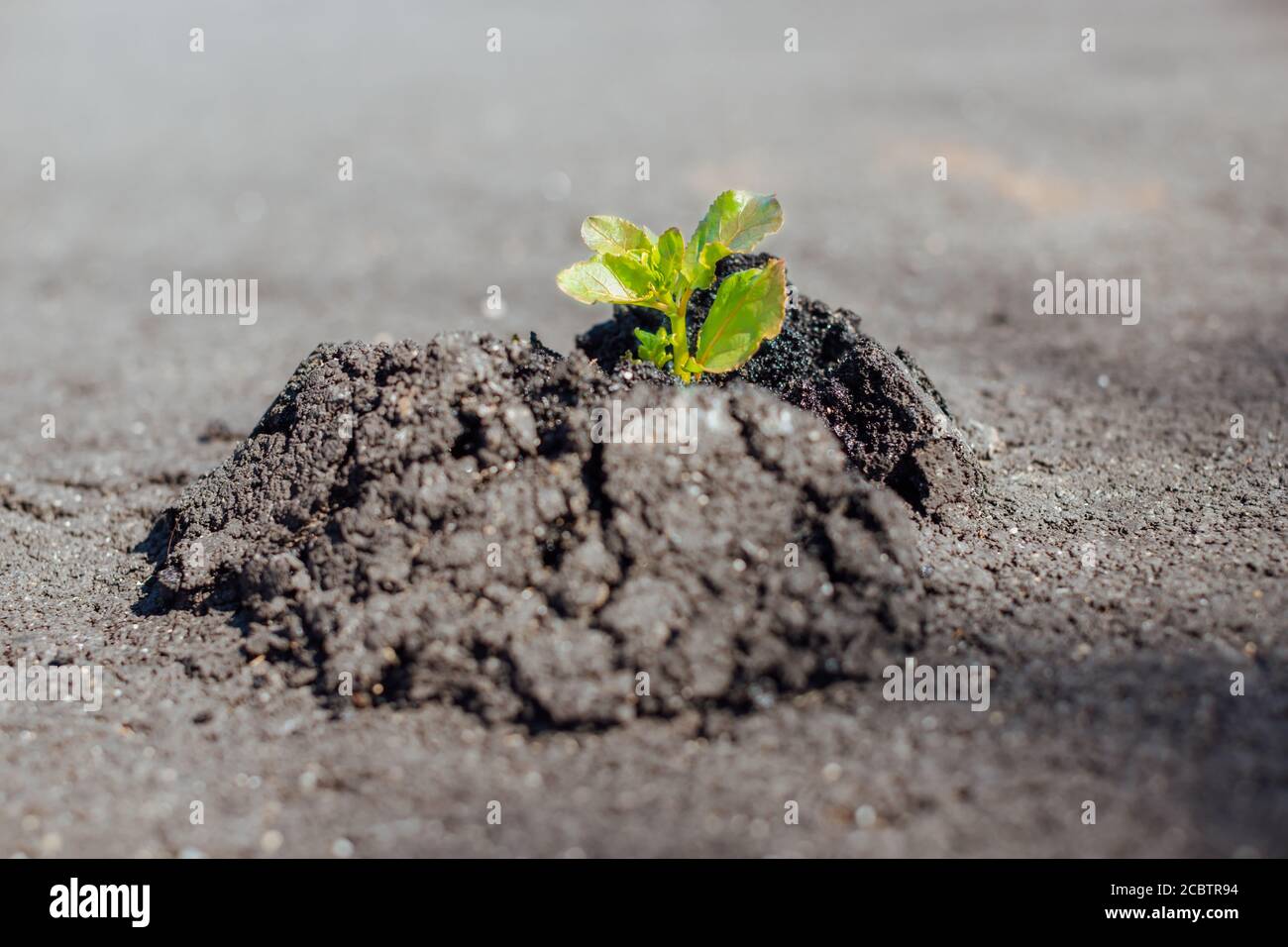 El primer plano de la planta verde hace el camino a través del hormigón y el asfalto, creciendo en la carretera - nueva vida, el poder de la naturaleza, romper las reglas, la puesta en marcha y fuera de t Foto de stock