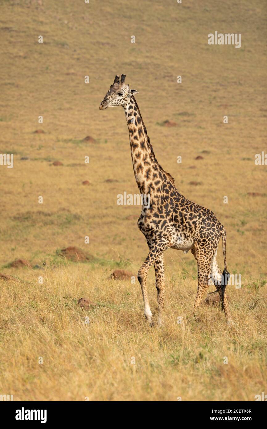 Retrato vertical de cuerpo entero de jirafa masculina adulta caminando Llanuras cubiertas de hierba de Masai Mara en Kenia Foto de stock