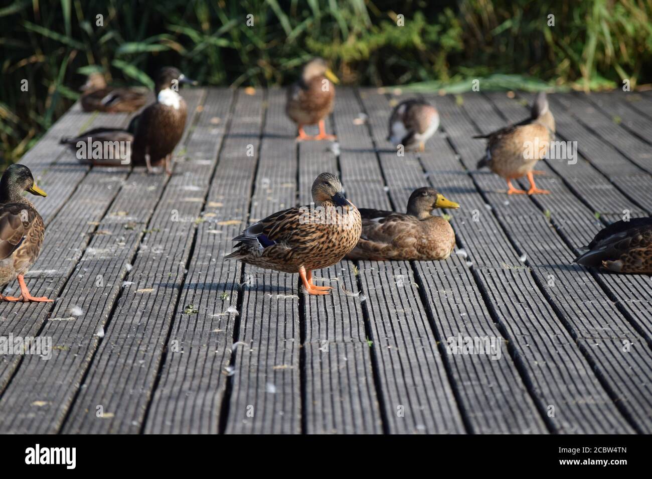 Promenade deck fotografías e imágenes de alta resolución Alamy