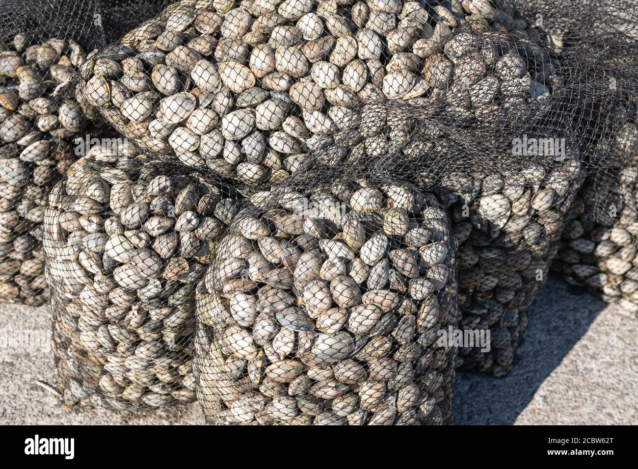 Grupo de bolsa de malla de almeja fresca. Mariscos de Galicia, España Foto de stock