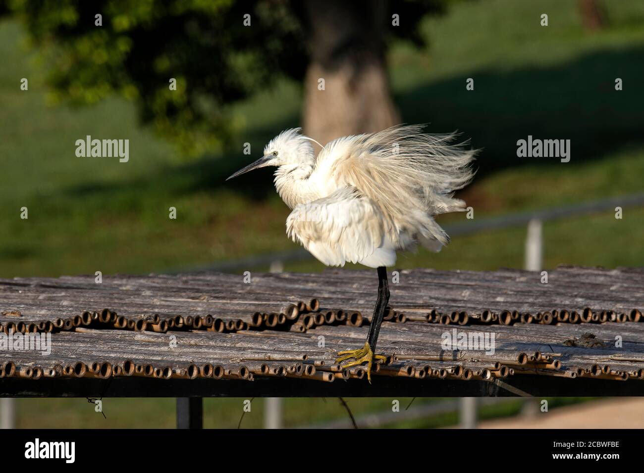 Garza blanca de cerca de plumas de limpieza de pie sobre un bambú muelle Foto de stock