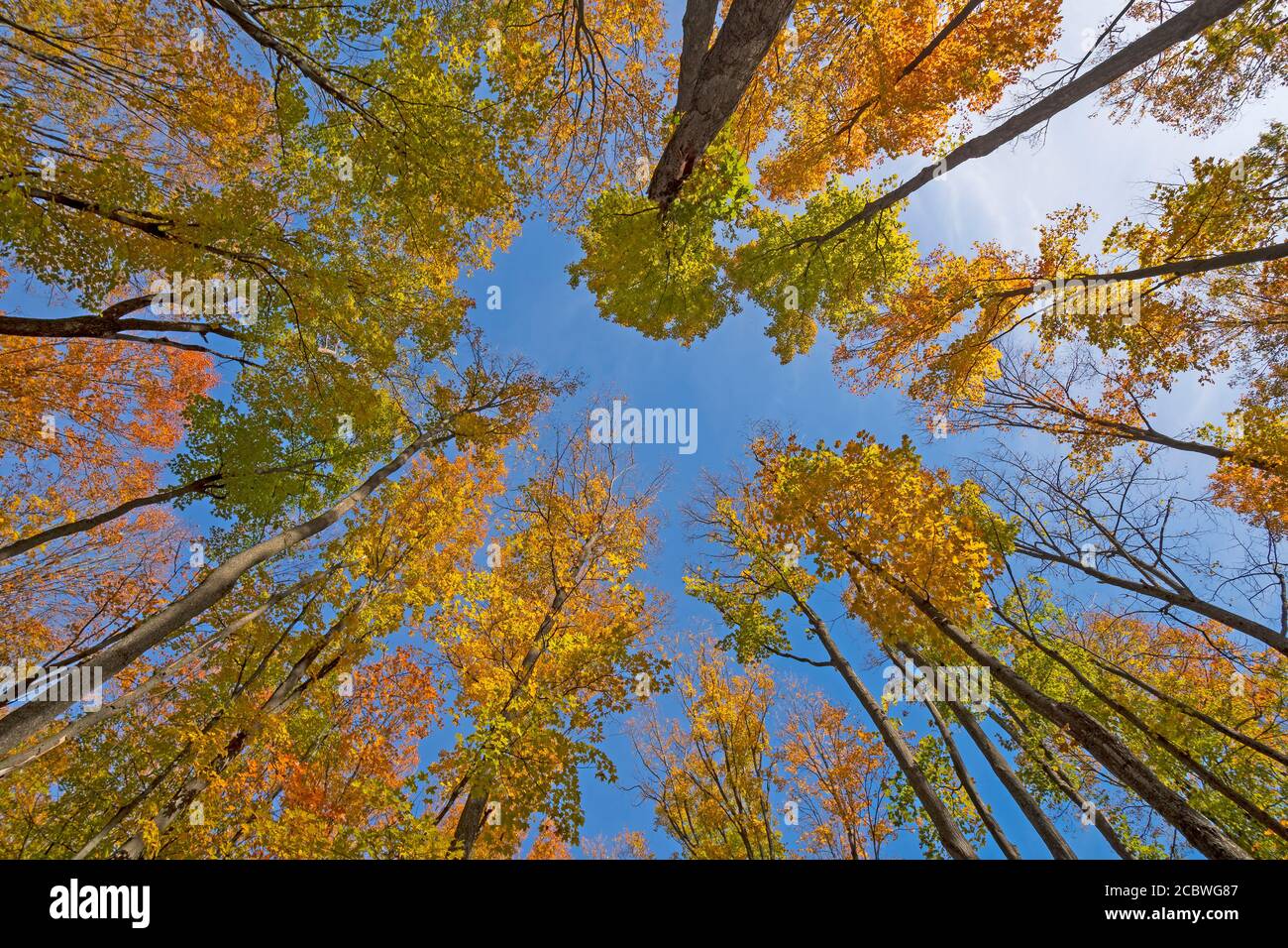 Colores de otoño en el aire en el Louis M. Reserva Natural de Groen en Michigan Foto de stock