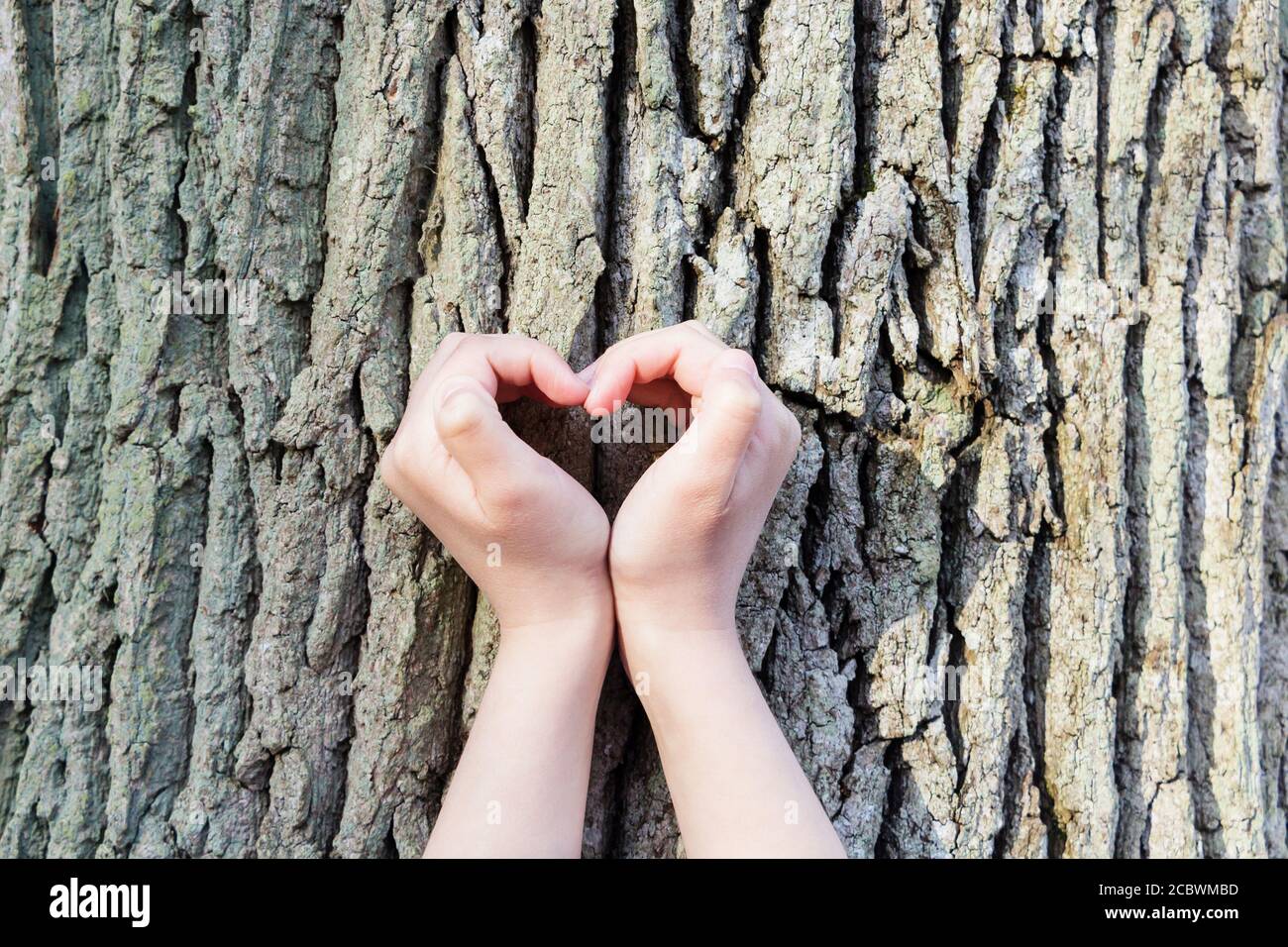 Pareja es poner sus manos sobre un árbol en forma de corazón. Foto de stock