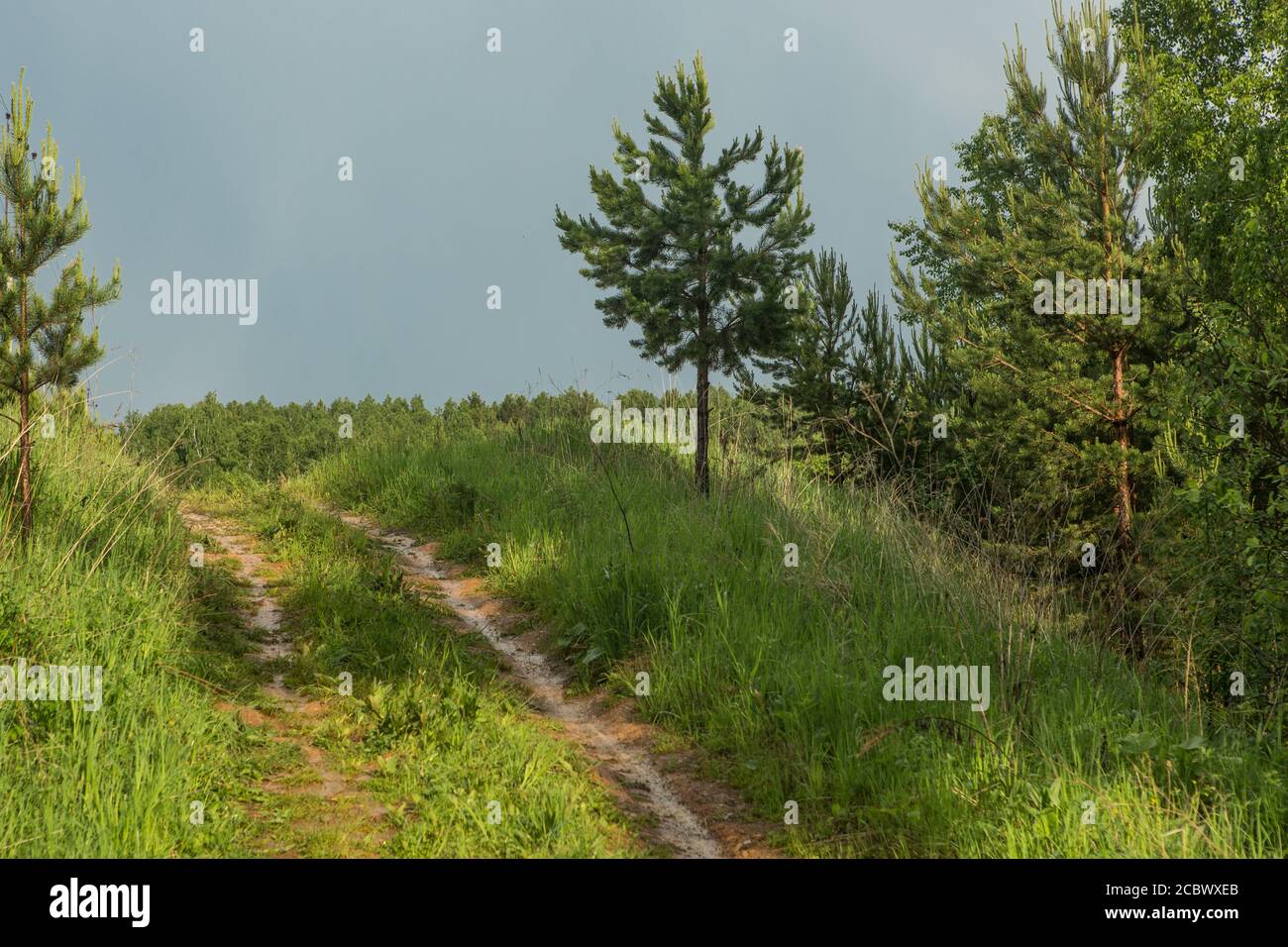 Camino de campo en un bosque de hoja caduca en un septiembre foggy Foto de stock