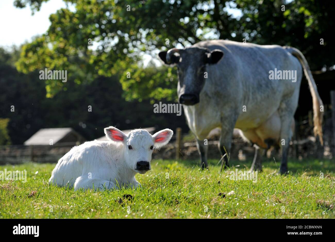 Cereza con su mamá Bluebell con menos ganado Albion que Hay pandas gigantes el nacimiento de un becerro de la novilla Llamado Cherry ayer (domingo 2 de agosto Foto de stock
