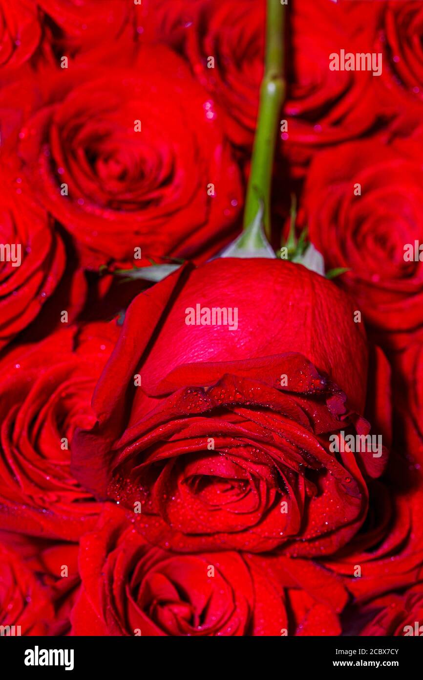 Rosas brillantes fotografías e imágenes de alta resolución - Alamy Rosas brillantes fotografías e imágenes de alta resolución - Alamy