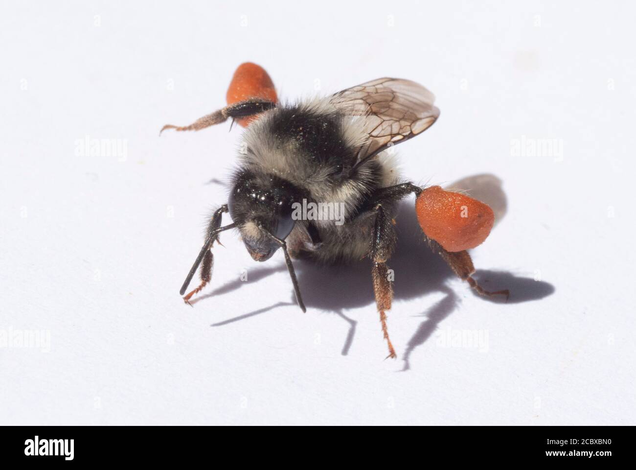 Trabajador de dos formas de la abeja bumble (Bombus bifarius) con carga completa de polen Foto de stock
