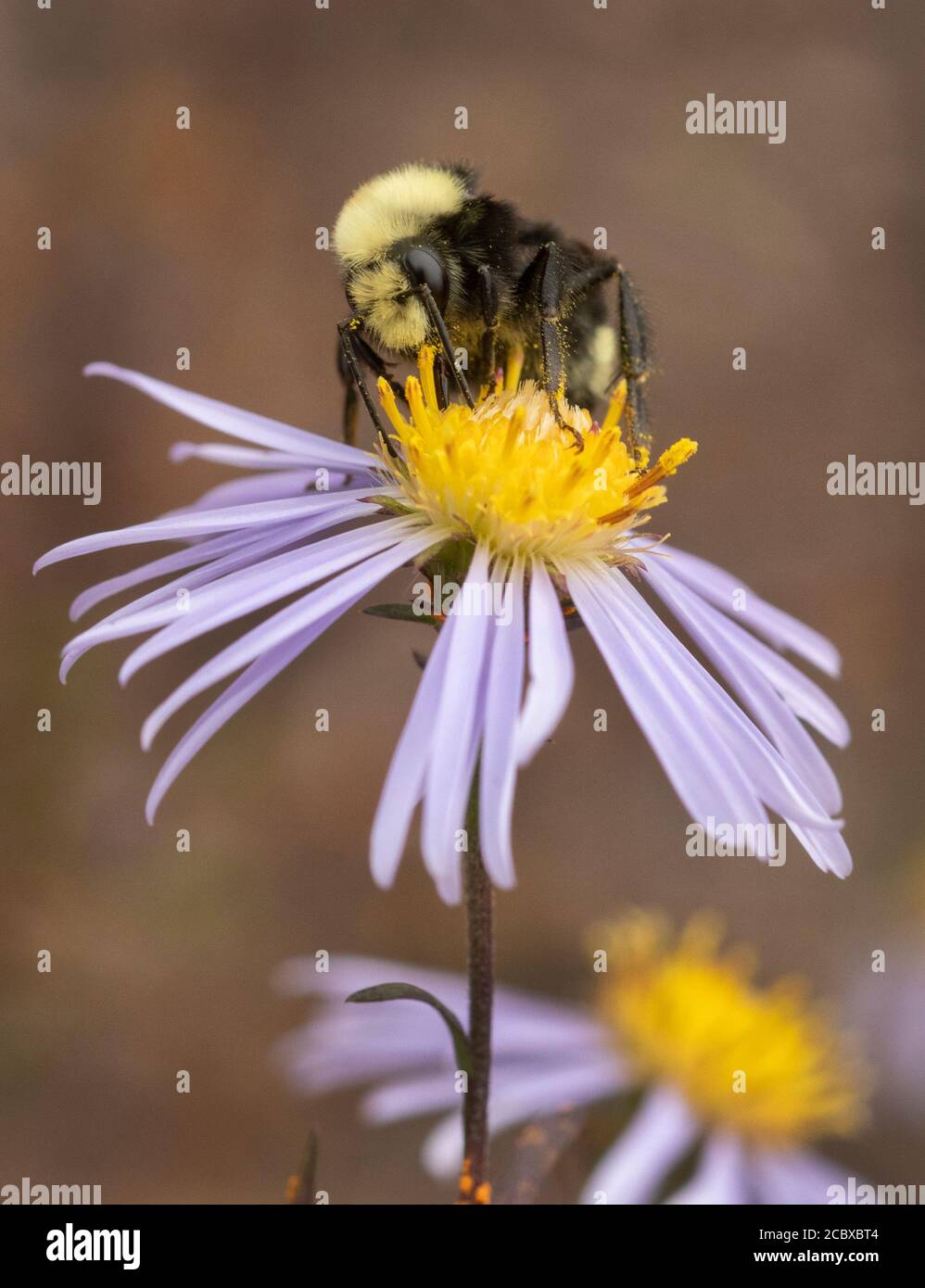 La abeja de cara amarilla Bumble (Bombus vosnesenskii) forrando en Douglas Aster, Oregon Foto de stock