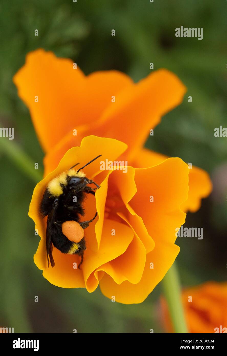 Abeja de frente amarillo (Bombus vosnesenskii) Recolección de polen en la flor de amapola de California Foto de stock
