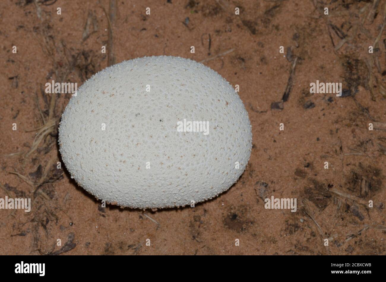 Puffball, Lycoperdon perlatum común Foto de stock