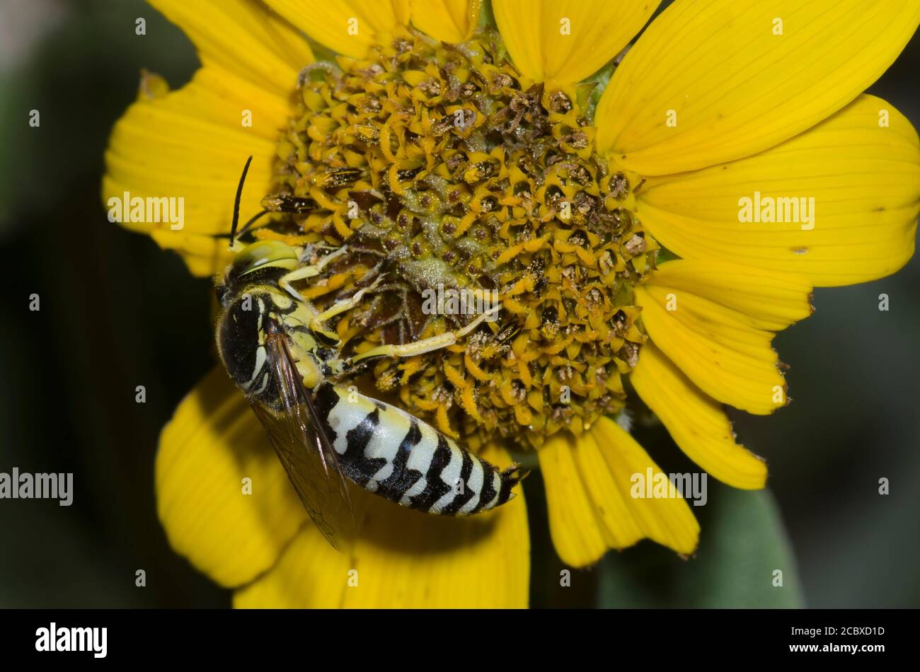 Avispa de arena, Tribe Bembicini, forrajeo en Ashy Sunflower, Helianthus mollis Foto de stock