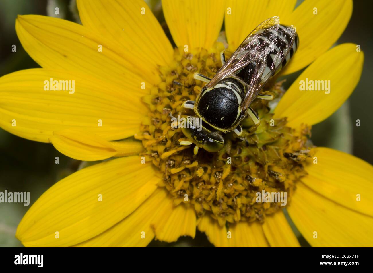 Avispa de arena, Tribe Bembicini, forrajeo en Ashy Sunflower, Helianthus mollis Foto de stock